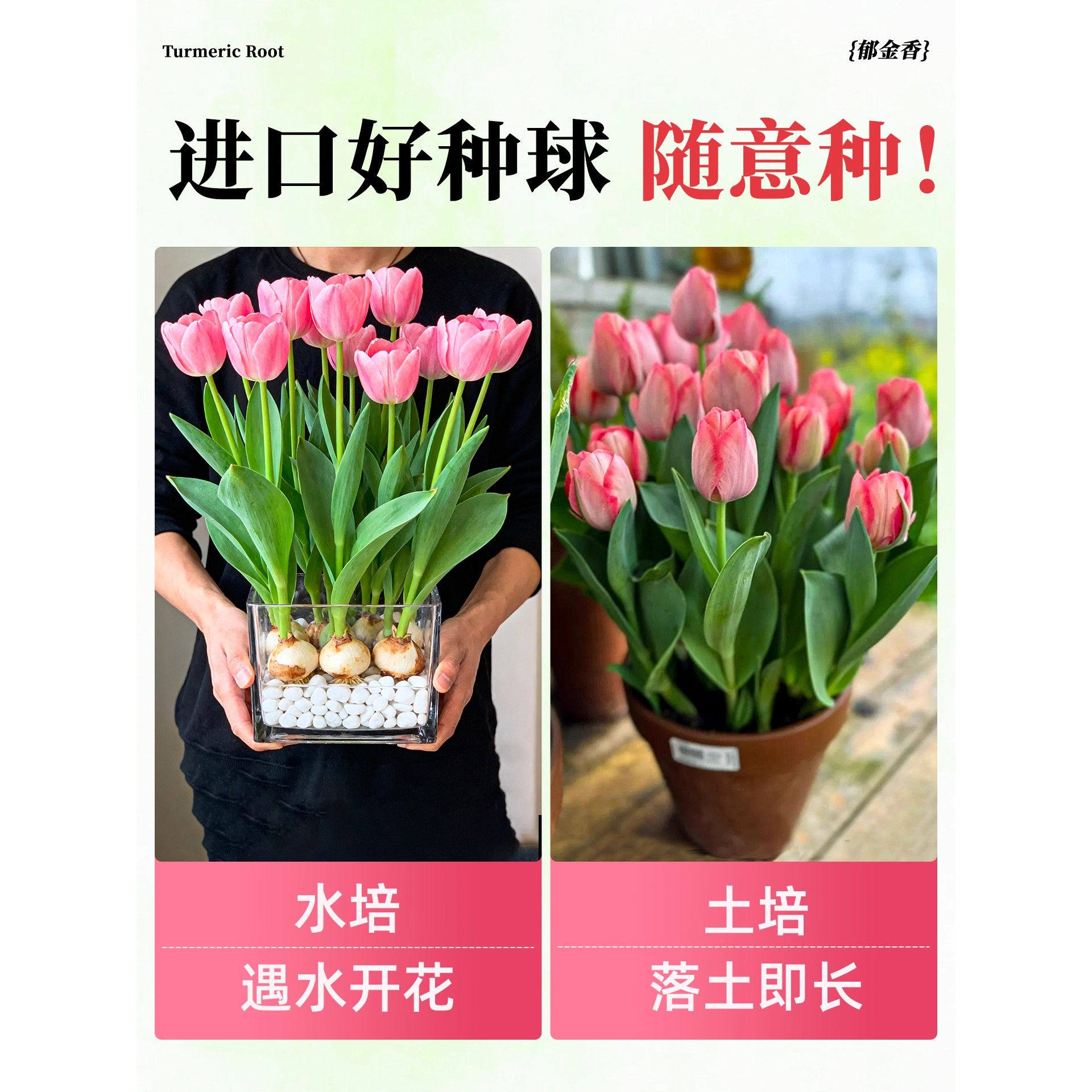 进口郁金香种球水培植物室内阳台盆栽种子水仙花卉好养郁金香球种,淘宝优惠券,粉丝福利购,淘宝优惠卷