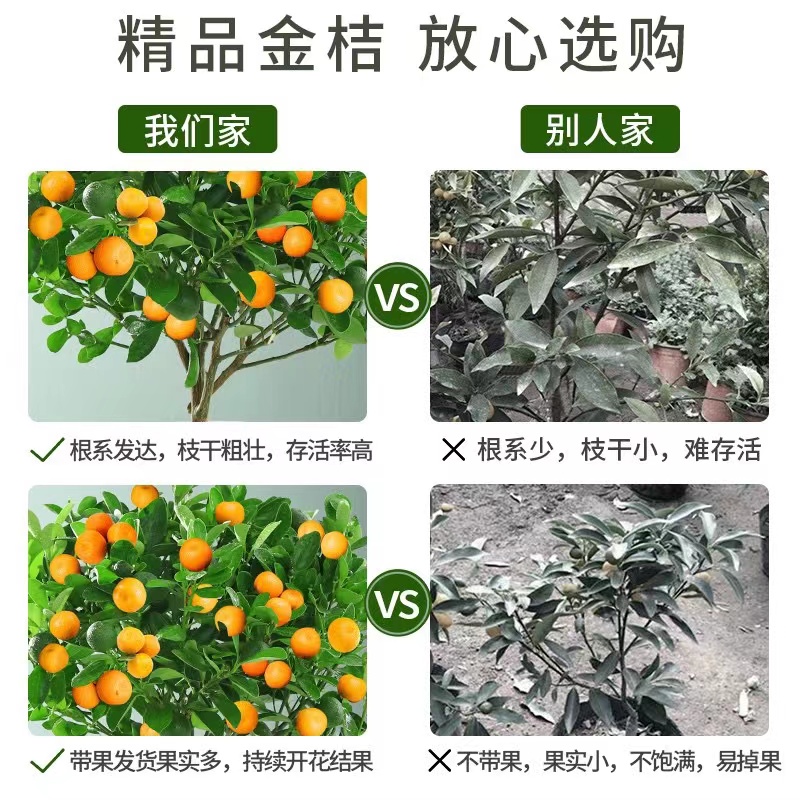 四季金桔树苗盆栽带果客厅招财植物室内花卉绿植小橘子盆景年宵花