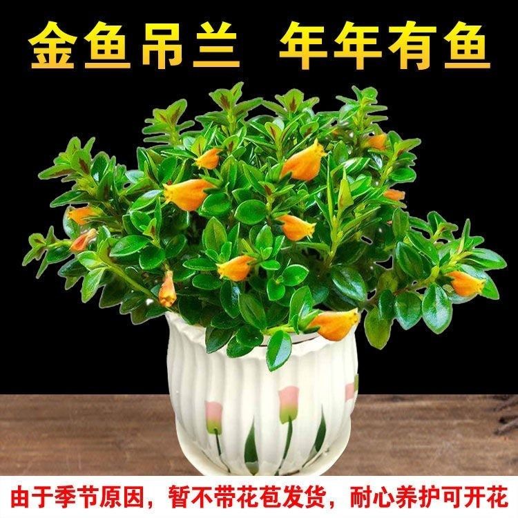 金鱼花吊兰金鱼花盆栽金鱼花带花苞室内四季常青绿植花卉四季开花