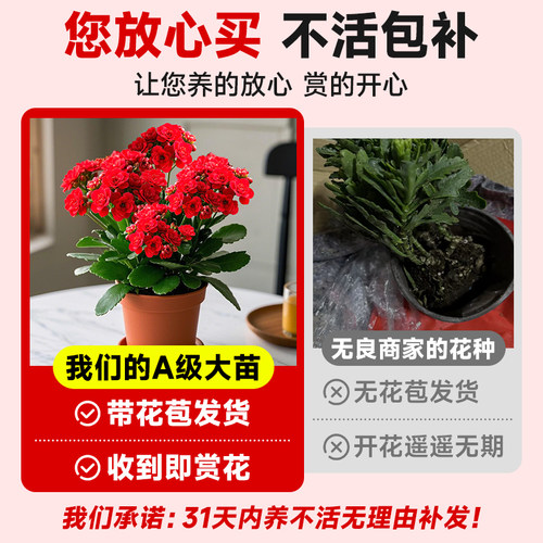 火凤凰长寿花盆栽带花苞重瓣大花花苗四季开花卉绿植名贵品种大全 - 图0