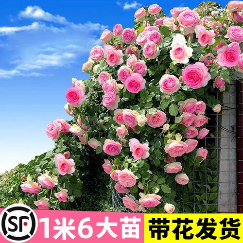 爬墙蔷薇花苗爬藤四季开花卉特大花浓香型月季盆栽室外植物老桩 - 图0
