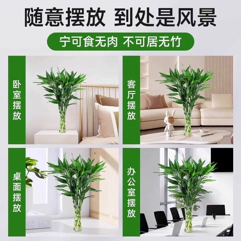 带根富贵竹水培植物客厅招财花卉绿植室内盆栽水养活转运竹文昌竹,淘宝优惠券,粉丝福利购,淘宝优惠卷