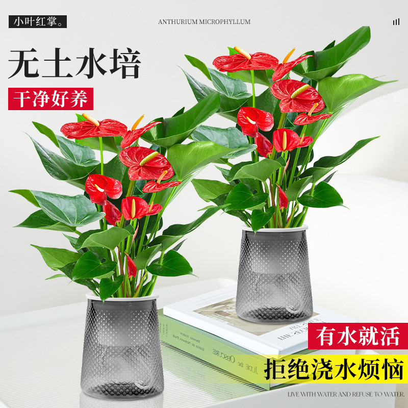 红掌盆栽带大叶大花水培植物室内四季好养白掌绿植花卉一帆风顺,淘宝优惠券,粉丝福利购,淘宝优惠卷