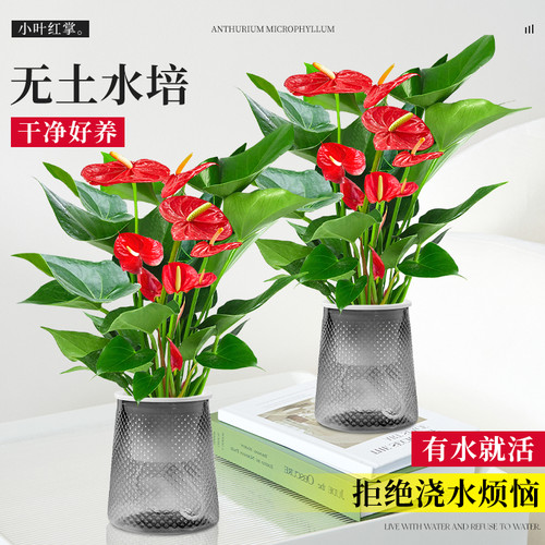 红掌盆栽带大叶大花水培植物室内四季好养白掌绿植花卉一帆风顺 - 图0