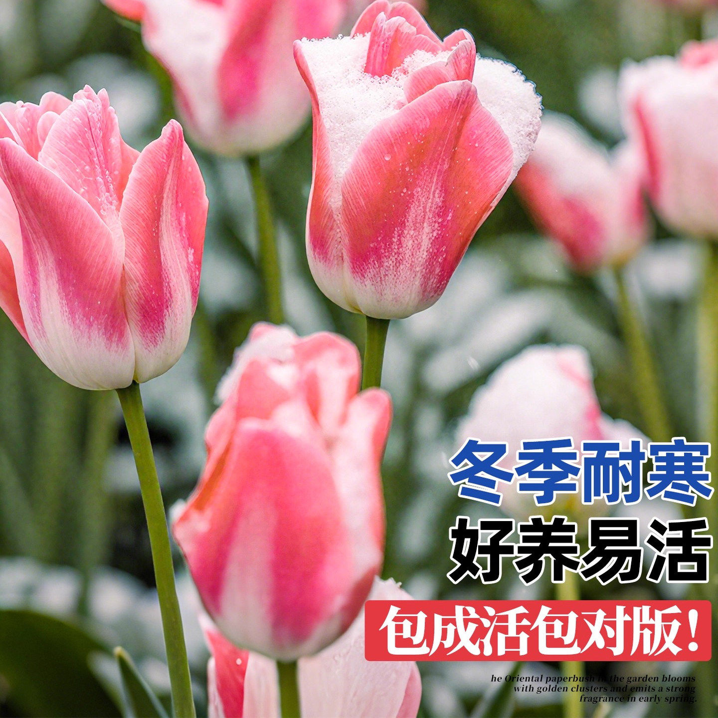 进口郁金香种球水培植物室内阳台盆栽种子水仙花卉好养郁金香球种,淘宝优惠券,粉丝福利购,淘宝优惠卷