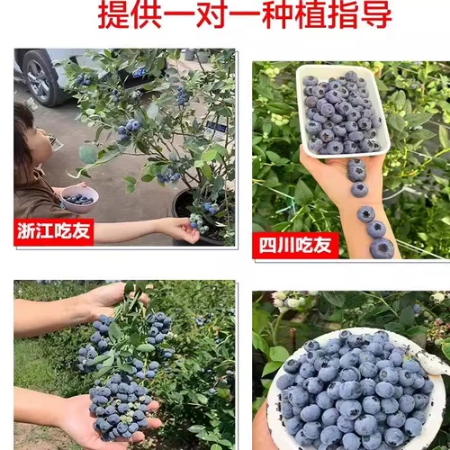 Саженцы плодовых деревьев черники в горшках с плодовыми почками и ароматными цветами высаживают на юге и севере для посадки очень больших фруктовых деревьев L25.