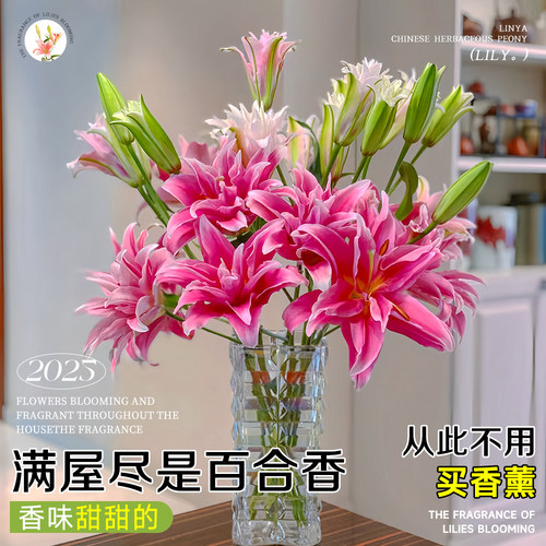 香水百合鲜花云南基地直发水培多头鲜切花花束插花插瓶多重瓣花卉 - 图1