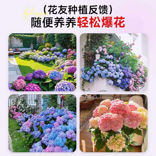 绣球花苗盆栽带花苞四季开花无尽夏老桩庭院室内阳台花卉绿植植物 - 图3