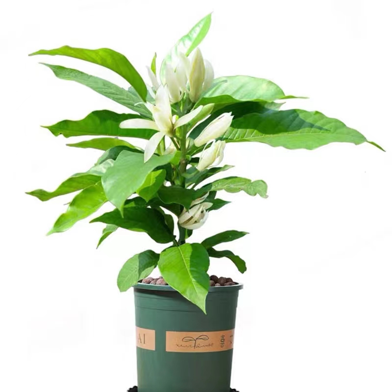白兰花盆栽玉兰花树苗带花苞黄兰室内庭院浓香型花卉四季开花植物