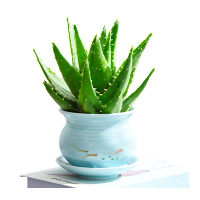 芦荟盆栽室内净化空气绿植物除甲醛 爱你一万年绿植