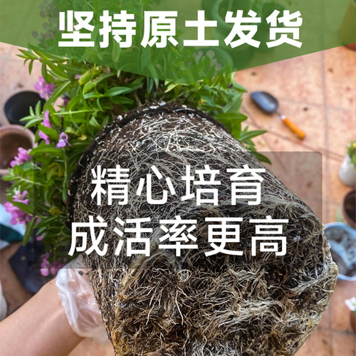 满天星盆栽带花秋季适合种的花种子植物室内好养四季客厅花卉绿植 - 图1
