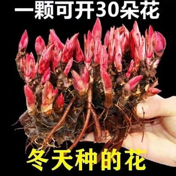 重瓣芍药花苗带芽种根四季开花阳台盆栽庭院鲜花观赏牡丹花卉植物-图3