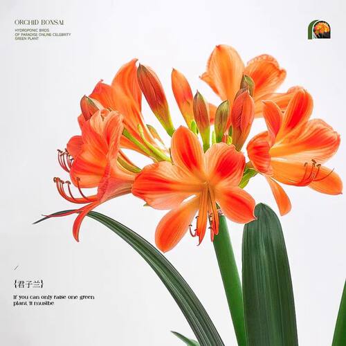 精品君子兰盆栽水培植物带花苞室内桌面名贵花卉四季好养多肉绿植 - 图2