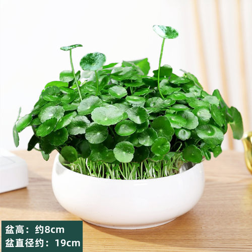 带叶铜钱草水培植物办公室内盆栽客厅桌面绿植花卉趣味水养金钱草 - 图3