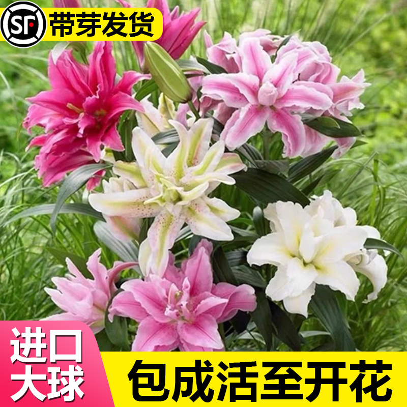 重瓣香水百合花种球四季开花好养易活盆栽鲜花庭院绿植物花卉种子 - 图0