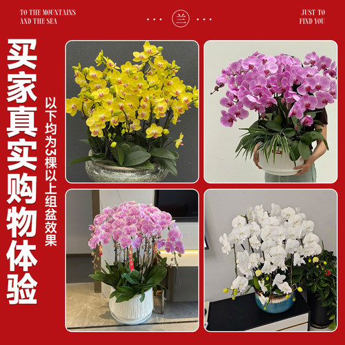 蝴蝶兰盆栽带花苞花苗带花剑兰花大苗客厅室内植物花卉四季好养活 - 图3