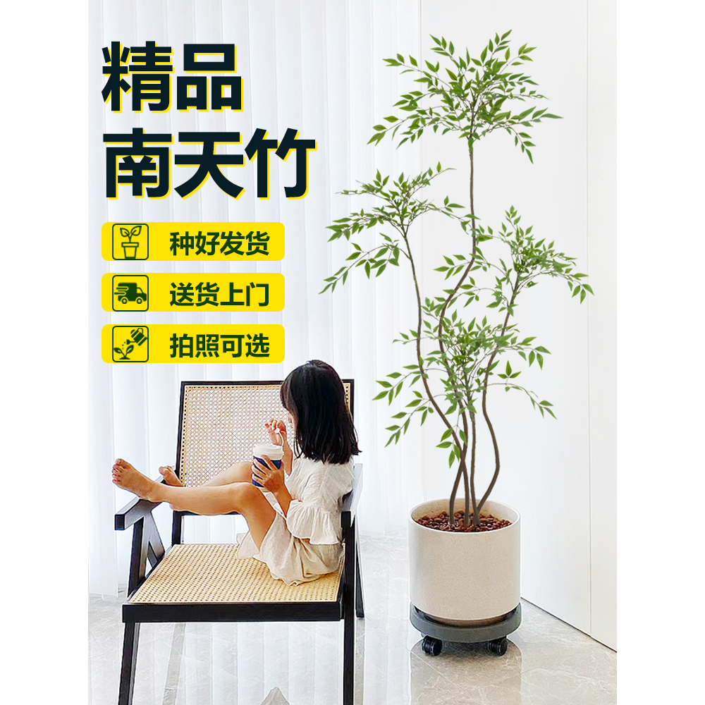 南天竹盆栽客厅真树室内绿植大型植物树苗办公室火焰老桩落地造景,淘宝优惠券,粉丝福利购,淘宝优惠卷