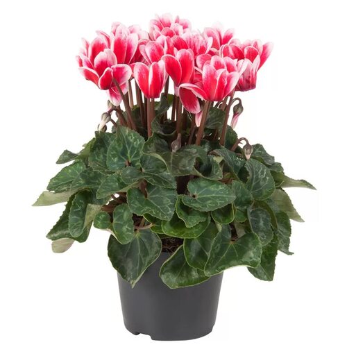 仙客来盆栽带花特大号兔子花卉植物室内重瓣蝴蝶兰好养苗庭院阳台 - 图3