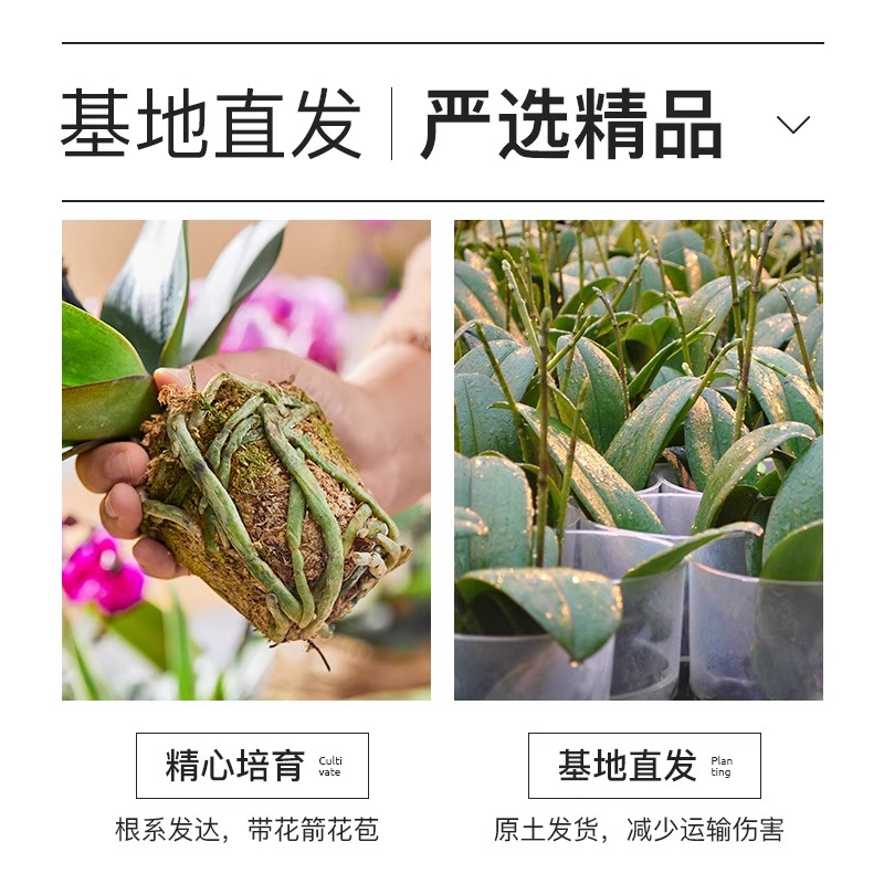 蝴蝶兰盆栽带花精品兰花大花冬季开花室内植物花卉四季好养活墨兰 - 图3