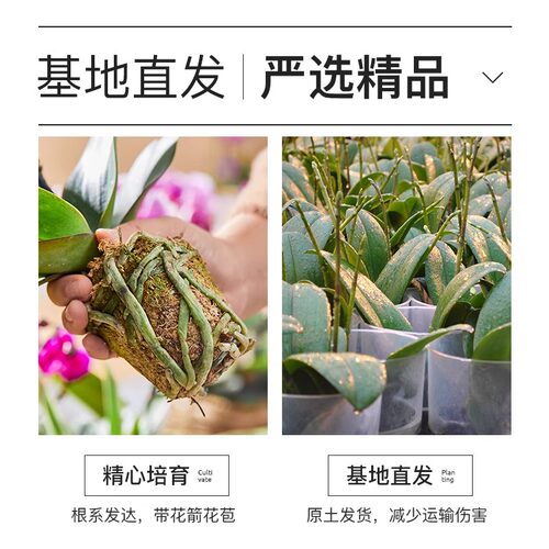 蝴蝶兰盆栽带花精品兰花大花冬季开花室内植物花卉四季好养活墨兰 - 图3