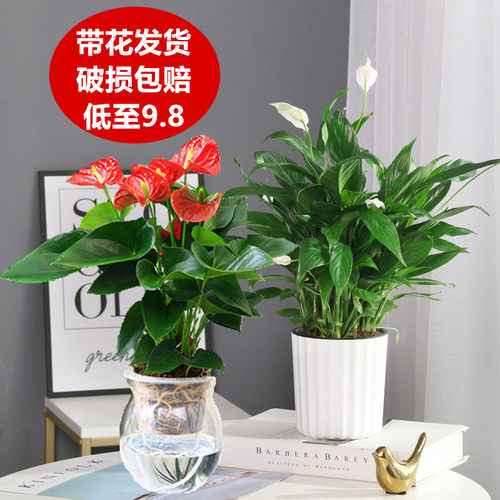 白掌一帆风顺盆栽水培植物办公室内花卉绿植绿萝箩红掌发财树鲜花 - 图2