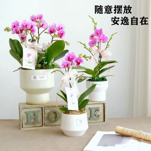 蝴蝶兰花苗盆栽带花剑花苞大苗花卉植物室内绿植四季开花水培植物 - 图1