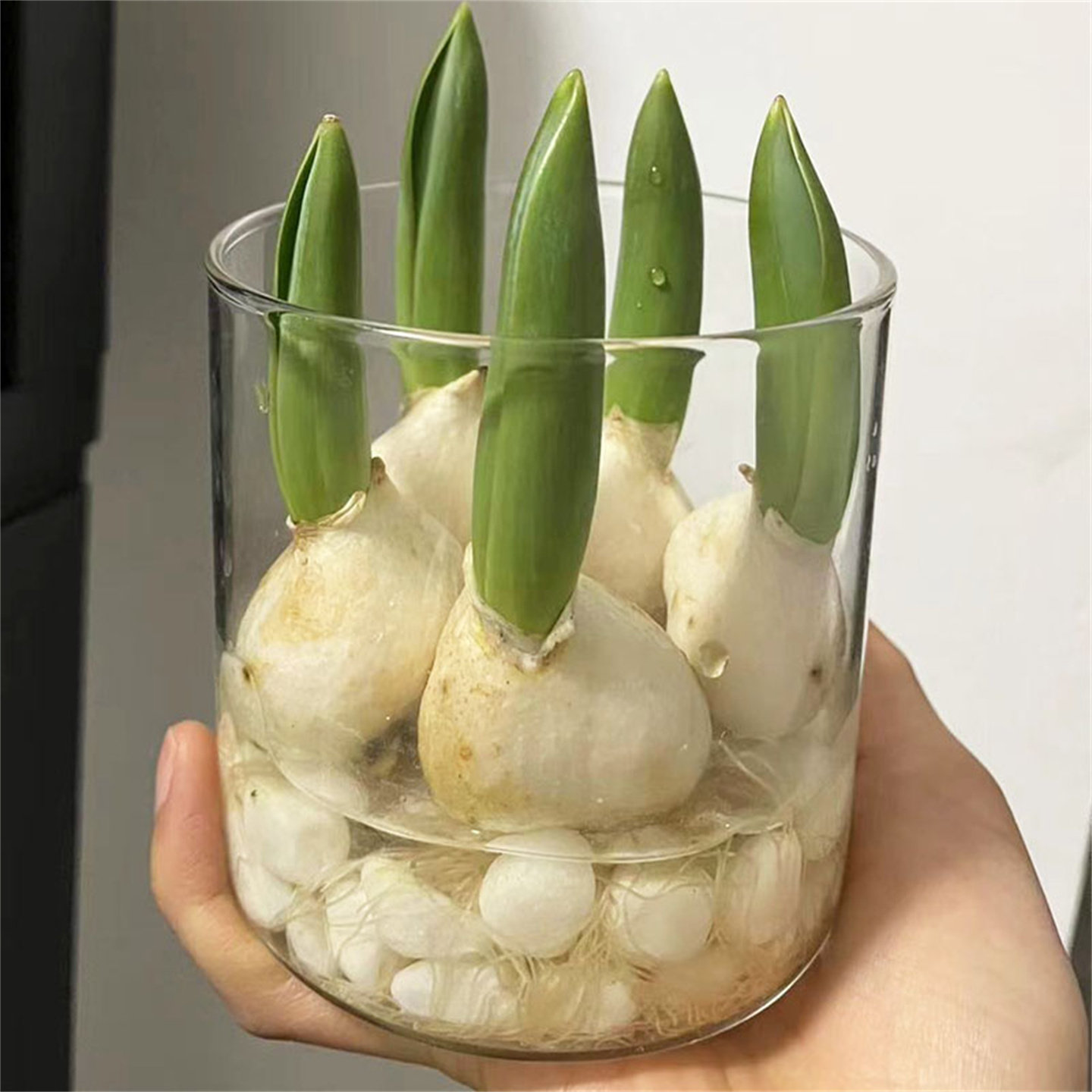 5颗郁金香种球水培玻璃瓶套装多年生耐寒四季种植风信子花卉盆栽,淘宝优惠券,粉丝福利购,淘宝优惠卷