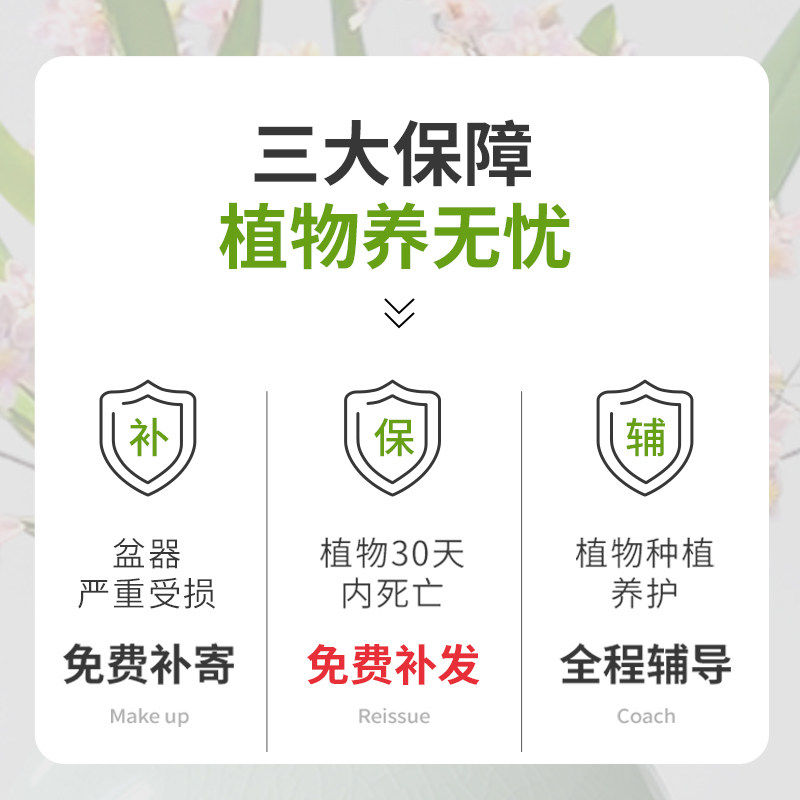 香水文心兰盆栽带花苞梦香兰兰花植物办公室桌面绿植花卉盆景四季,淘宝优惠券,粉丝福利购,淘宝优惠卷