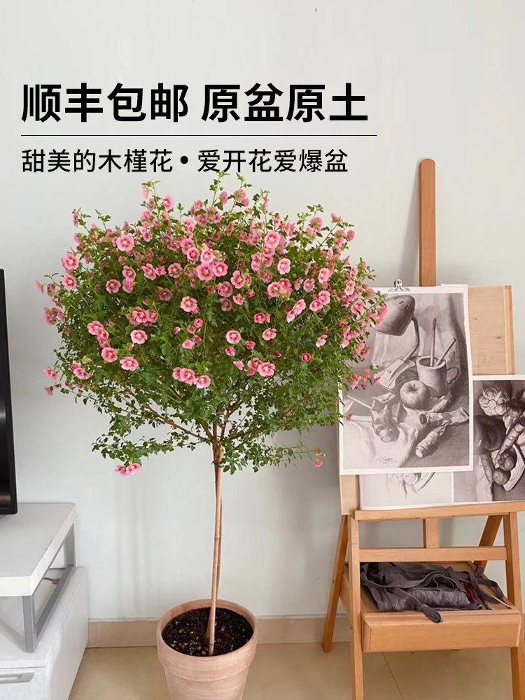 小木槿花卉盆栽棒棒糖耐寒耐热庭院室内阳台四季开花好养植物大全 - 图0