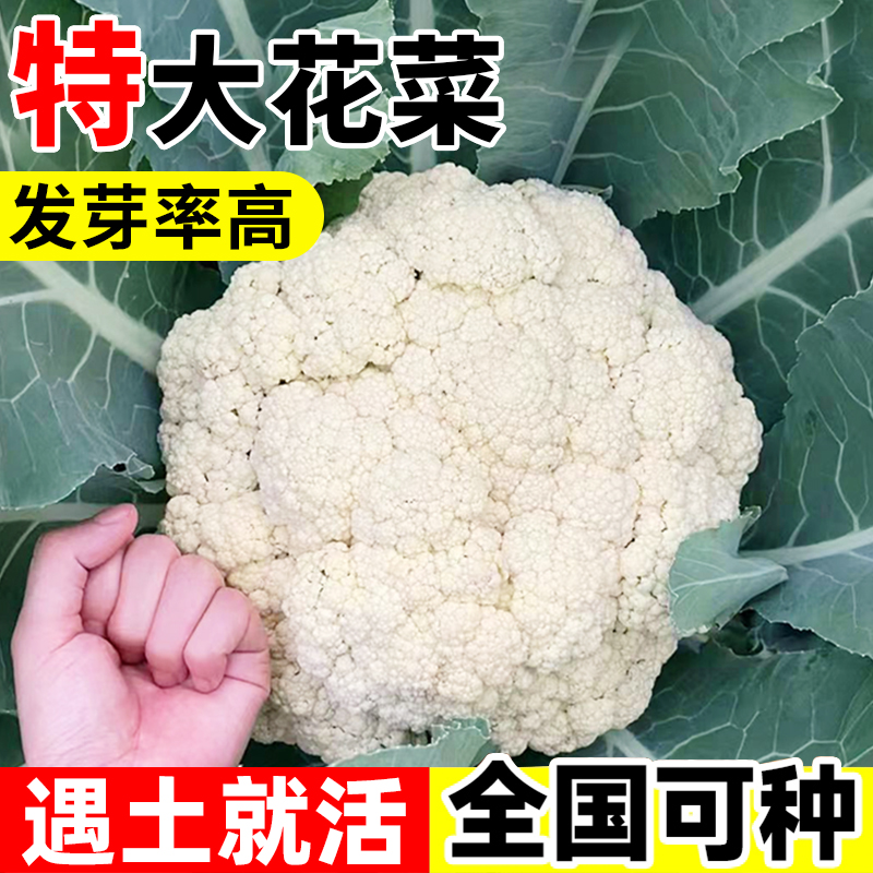 花菜种籽松花菜种孑西兰花四季蔬菜苗耐寒耐热青梗花椰菜种子 - 图3