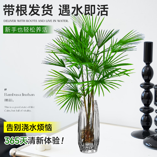 富贵竹水培植物室内好养客厅大型招财旺宅金山棕竹盆栽水竹子绿植 - 图1