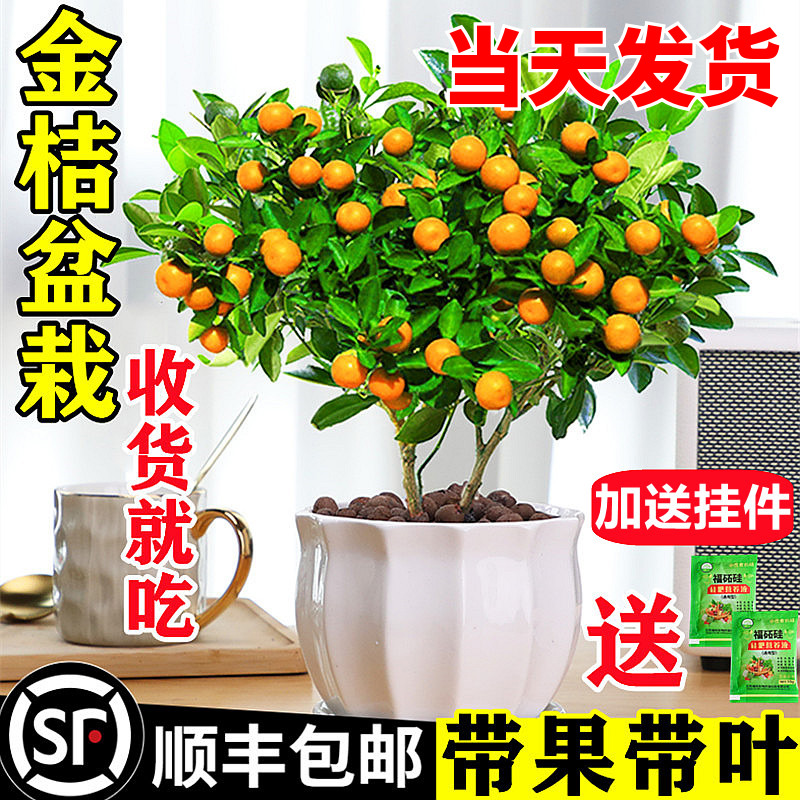 四季金桔树苗盆栽带果客厅招财植物室内花卉绿植小橘子盆景年宵花