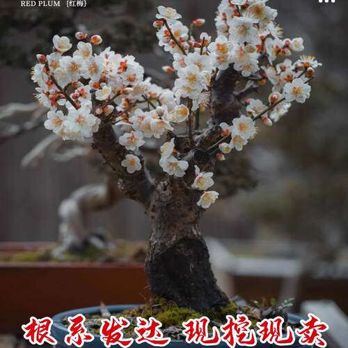 原生红梅花盆栽树苗老桩盆景阳台庭院绿植物浓香花卉耐寒四季腊梅 - 图2
