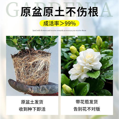 水培植物栀子花盆栽四季开花卉懒人适合好养的办公室内桌面绿植物 - 图1