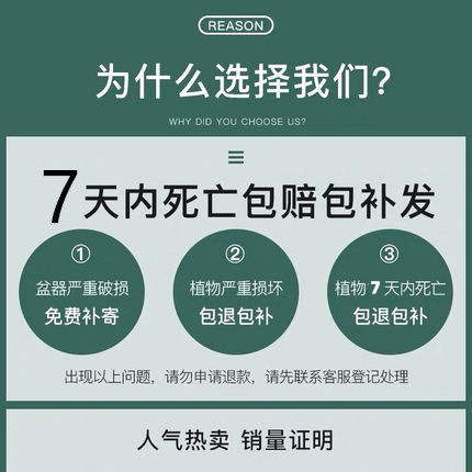 迷迭香苗盆栽可食用驱蚊竹百里香草薄荷苗水培花卉绿植物室内大盆 - 图0