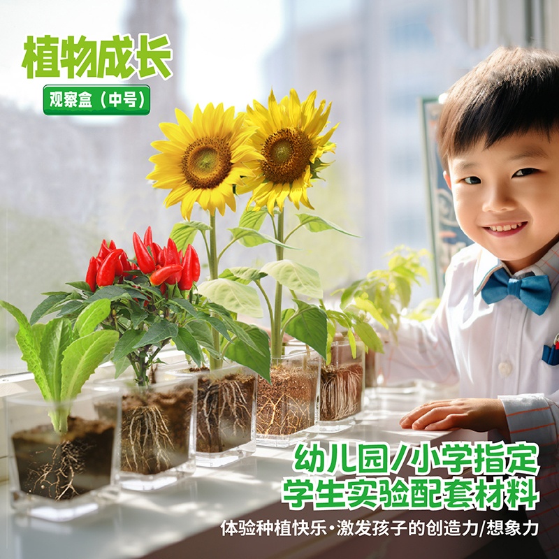 儿童植物小学生种植观察盒日记根系生长小盆栽向日葵种子发芽套装 - 图0