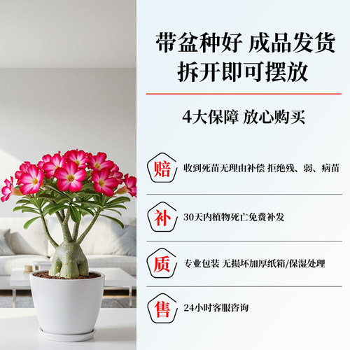 沙漠玫瑰盆栽重瓣带花苞特大号多肉植物室内绿植精品十年老桩盆景 - 图2