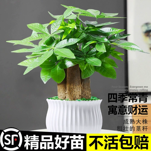Дерево изготовления в крытый горшок с зеленым растением цветы гидропонный завод зеленый луо Вэньчжу четыре сезона хорошая подача офиса настольный столик