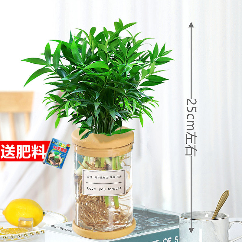 水培植物新宠驱蚊竹柏盆栽富贵竹驱蚊草花卉植物室内绿植水养植物-图2