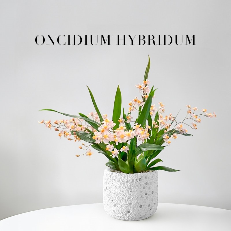 香水文心兰盆栽带花苞梦香兰兰花植物办公室桌面绿植花卉盆景四季,淘宝优惠券,粉丝福利购,淘宝优惠卷