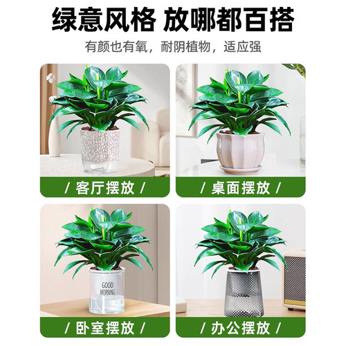 大叶金钻绿公主盆栽带花苞绿萝水培植物室内花卉桌面绿植四季好养 - 图3