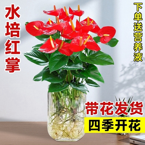 水培红掌白掌盆栽一帆风顺花卉植物室内好养绿植鸿运当头四季开花