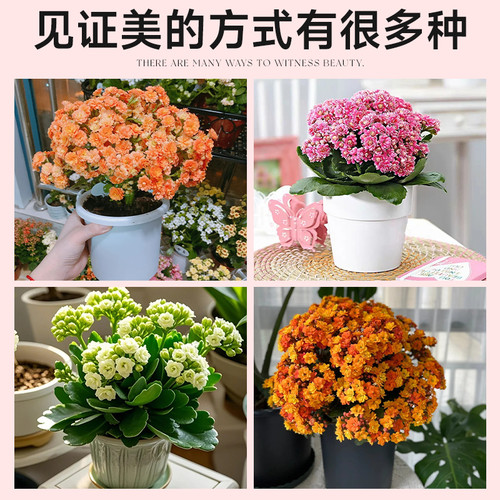 火凤凰长寿花盆栽带花苞重瓣大花花苗四季开花卉绿植名贵品种大全 - 图3