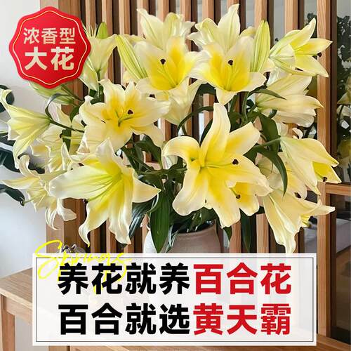 黄天霸百合花黄色香水百合鲜花多头云南基地直发家用情人节养花卉 - 图0