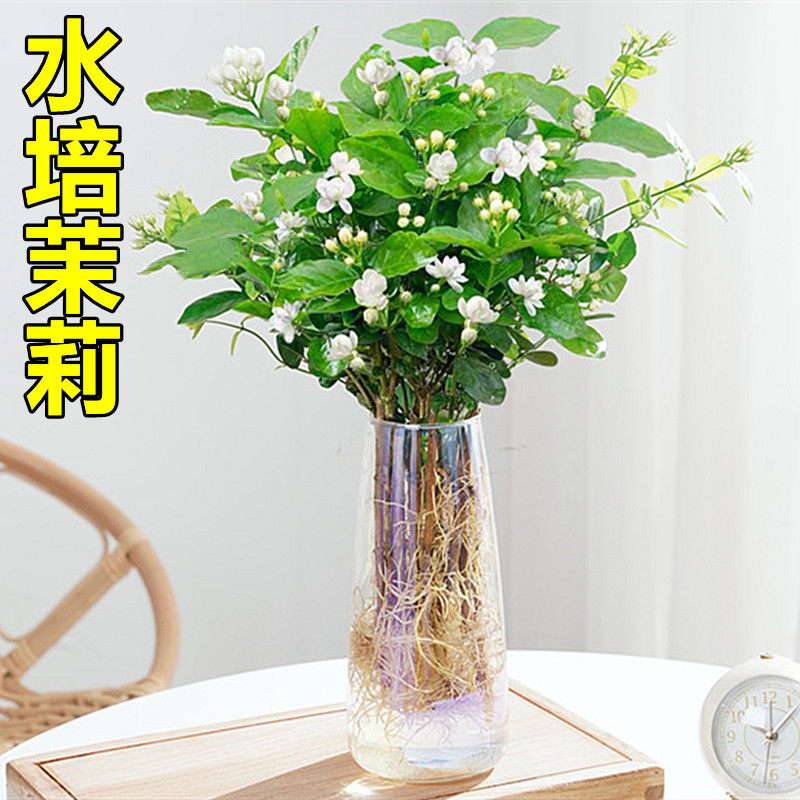  爱你一万年花卉