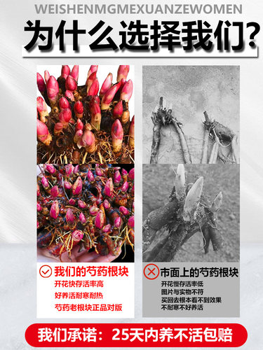 芍药花苗根块四季开花易活多年生带芽根块重瓣花卉阳台庭院种植。 - 图2