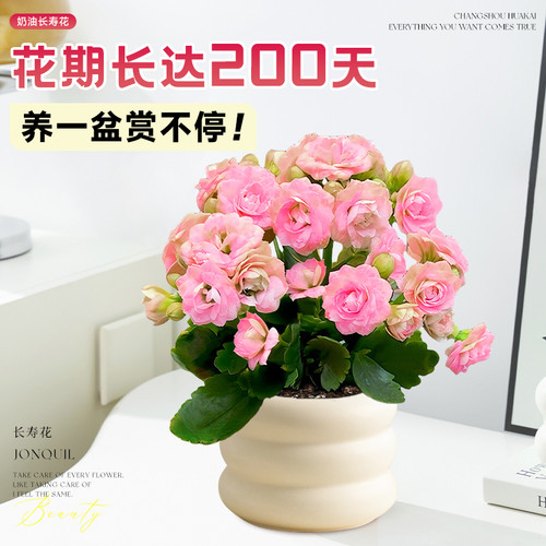 新品长寿花盆栽带花苞四季开花室内花卉绿植办公室桌面重瓣大花苗 - 图2