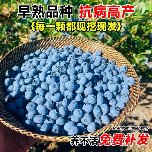 Саженцы плодовых деревьев черники в горшках с плодовыми почками и ароматными цветами высаживают на юге и севере для посадки очень больших фруктовых деревьев L25.