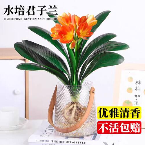 精品君子兰盆栽水培植物带花苞室内桌面名贵花卉四季好养多肉绿植 - 图3