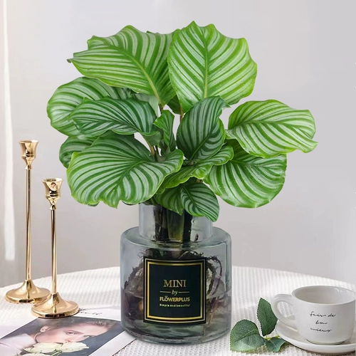 Гидропоновое зеленое яблоко, таро завода в помещении гостиной гостиной